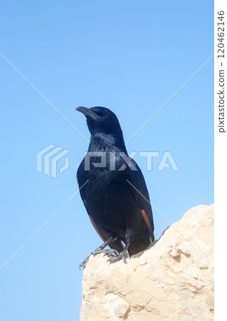 A bird sits on the ruins at Masada, an ancient Jewish fortress in Israel 120462146