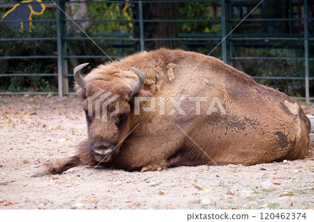 Bison - Buffalo 120462374