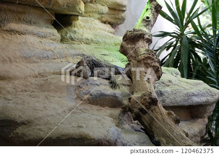 Cuban rock iguana (Cyclura nubila), also known as the Cuban ground iguana 120462375
