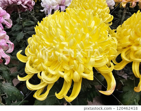 Giant Japanese Yellow Chrysanthemum in the Park. Giant Japanese Yellow Chrysanthemum in the Park. 120462418