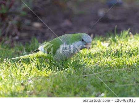Monk Parakeet (Myiopsitta monachus) on a lawn in Torremolinos, Andalusia, Spain. 120462913