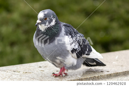 A blue pigeon. These birds were tamed by man. 120462928