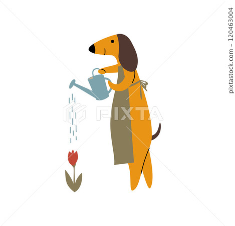 Purebred Brown Dachshund Dog Watering Flowers with Watering Can, Funny Playful Pet Animal Cartoon Character Vector Illustration 120463004
