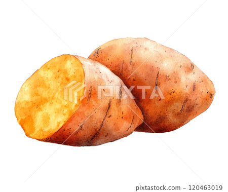 A detailed watercolor illustration of a potato on a white background, reflecting simplicity and the beauty of natural produce. 120463019