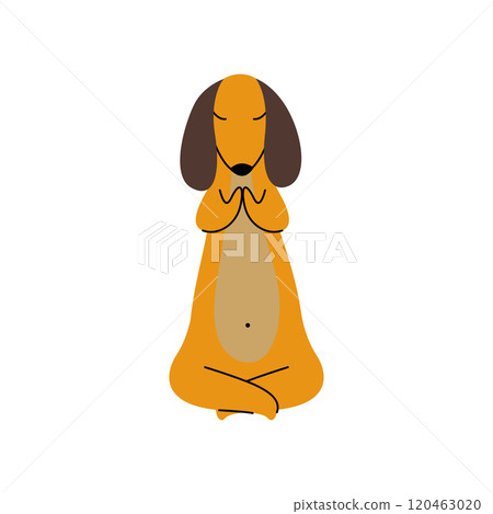 Purebred Brown Dachshund Dog Meditating in Lotus Yoga Pose, Funny Playful Pet Animal Cartoon Character Vector Illustration 120463020