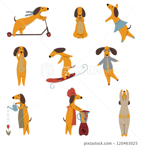 Purebred Brown Dachshund Dog Set, Funny Playful Pet Animals Cartoon Characters in Different Situations Vector Illustration Purebred Brown Dachshund Dog Set, Funny Playful Pet Animals Cartoon Characters in Different Situations Vector Illustration 120463025