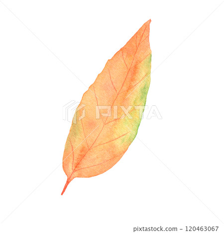 Watercolor autumn leaf. Botanical autumn illustration. Isolated object on a white background. Watercolor autumn leaf. Botanical autumn illustration. Isolated object on a white background. 120463067