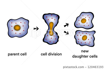 illustration of biology, Asexual reproduction, binary fission in amoeba, Binary fission, educational, Asexual reproduction of unicellular organisms, Binary fission in Euglena, cell division illustration of biology, Asexual reproduction, binary fission in amoeba, Binary fission, educational, Asexual reproduction of unicellular organisms, Binary fission in Euglena, cell division 120463193