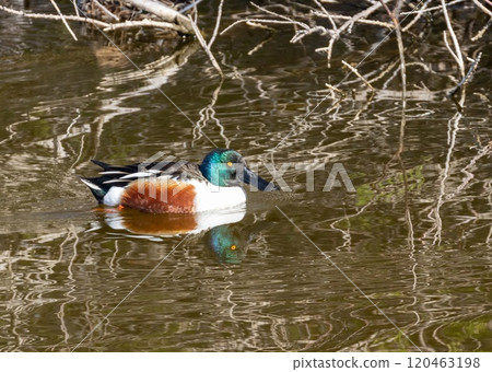 Northern Shoveler (Anas clypeata) male, swimming i a pond at nature reserve Guadalhorce, near Malaga in Andalusia, Spain. Northern Shoveler (Anas clypeata) male, swimming i a pond at nature reserve Guadalhorce, near Malaga in Andalusia, Spain. 120463198