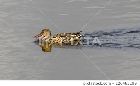 Northern Shoveler (Anas clypeata) female, swimming i a pond at nature reserve Guadalhorce, near Malaga in Andalusia, Spain. Northern Shoveler (Anas clypeata) female, swimming i a pond at nature reserve Guadalhorce, near Malaga in Andalusia, Spain. 120463199
