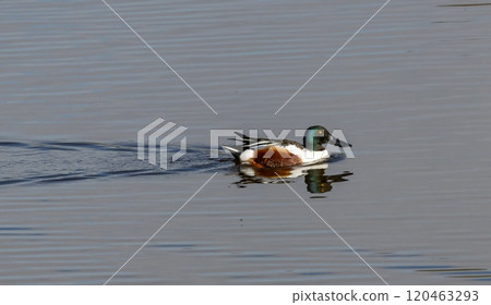 Northern Shoveler (Anas clypeata) male, swimming i a pond at nature reserve Guadalhorce, near Malaga in Andalusia, Spain. 120463293