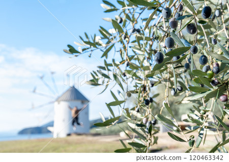 Greek windmill of Shodoshima Olive Park Greek windmill of Shodoshima Olive Park 120463342