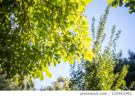 Autumnal green and yellow leaves Autumnal green and yellow leaves 120463462