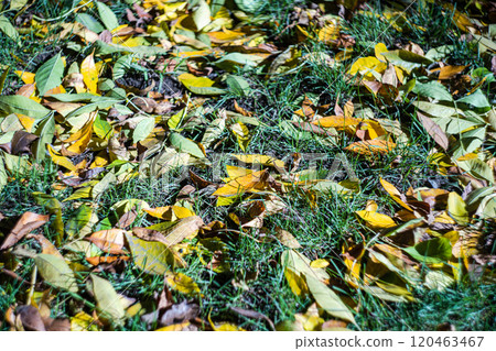 Autumnal green and yellow leaves 120463467