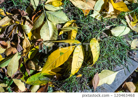 Autumnal green and yellow leaves 120463468