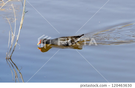 Moorhen (Gallinula chloropus) swimming i a pond at nature reserve Guadalhorce, near Malaga in Andalusia, Spain. 120463630