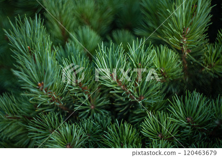 Evergreen fir tree as a natural background Evergreen fir tree as a natural background 120463679