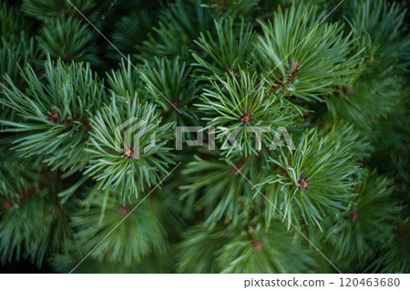 Evergreen fir tree as a natural background Evergreen fir tree as a natural background 120463680