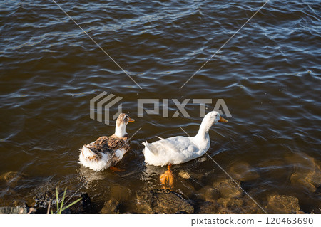 Rural road in recreation area around Lisi lake in Georgian capital city, Tbilisi 120463690