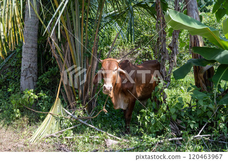 A brown Philippine cow is taking shade among trees in the Batangas province, Philippines A brown Philippine cow is taking shade among trees in the Batangas province, Philippines 120463967