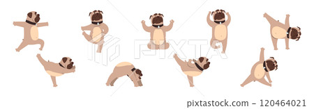 Pug Dog Stand in Yoga Pose and Asana Vector Set Pug Dog Stand in Yoga Pose and Asana Vector Set 120464021