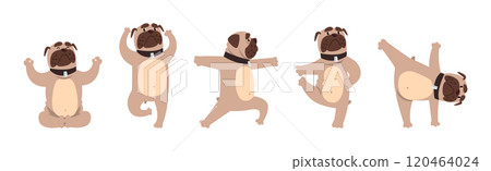 Pug Dog Stand in Yoga Pose and Asana Vector Set 120464024