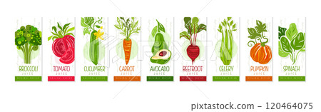 Vertical Cards or Banners Original Design with Fresh Vegetable Vector Set 120464075