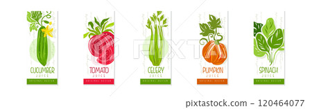 Vertical Cards or Banners Original Design with Fresh Vegetable Vector Set Vertical Cards or Banners Original Design with Fresh Vegetable Vector Set 120464077