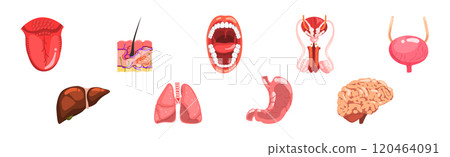 Human Body Internal Organ Part and Element Vector Set 120464091