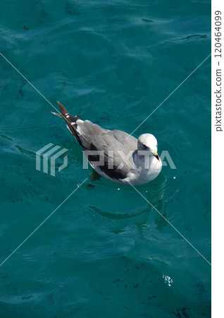 Seagulls floating on the sea (Ine Bay/Ine Town, Yosa District, Kyoto Prefecture) 120464099