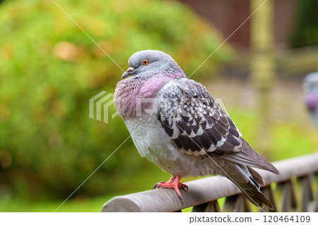 A rock pigeon (Columba livia) perched on metal railing in lush green park with soft daylight close up A rock pigeon (Columba livia) perched on metal railing in lush green park with soft daylight close up 120464109