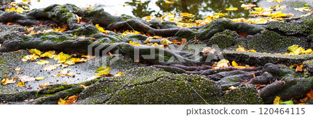 Large tree roots covered with moss penetrating deep cracks and jagged fractures in broken asphalt. Yellow autumn leaves scattered across the uneven surface. Side view Large tree roots covered with moss penetrating deep cracks and jagged fractures in broken asphalt. Yellow autumn leaves scattered across the uneven surface. Side view 120464115