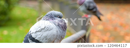 Close-up of sleeping pigeon resting on a metal fence in park. Blurred background with autumn leaves and soft light enhances the peaceful scene Close-up of sleeping pigeon resting on a metal fence in park. Blurred background with autumn leaves and soft light enhances the peaceful scene 120464117