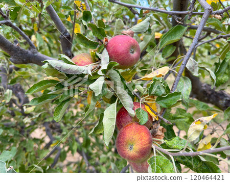 Apple orchard, rows of apple trees full of fruit ready for picking 120464421