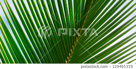 Bottom view of tropical palm trees leaves in blue sky background Bottom view of tropical palm trees leaves in blue sky background 120465359
