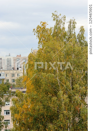 tree in courtyard of a multi-storey building. landscaping of skyscraper territory 120465601