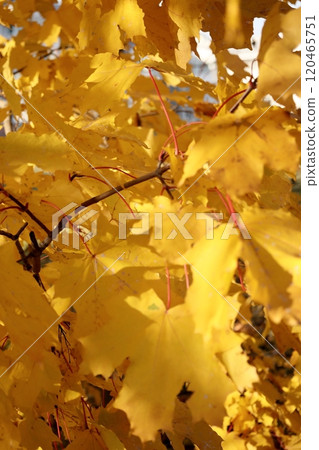 Autumn leaves on maple trees Foliage in park in sun. Natural autumn background.  120465751