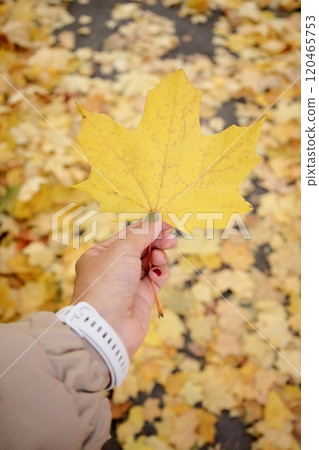 Autumn maple leaf in hand in park in sun. Natural autumn background. Foliage, falling leaves 120465753