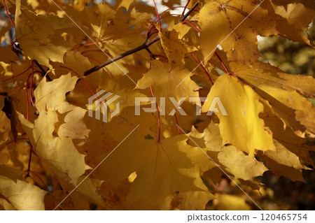 Autumn leaves on maple trees Foliage in park in sun. Natural autumn background.  120465754