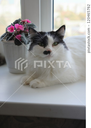 cute white cat with a black head is sitting on the windowsill. cute white cat with a black head is sitting on the windowsill. 120465762