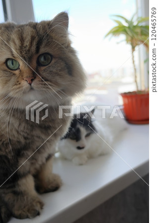 Two cute white cats, striped and with black head, are sitting on windowsill. 120465769
