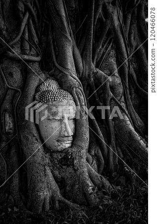 大城府的遺骸 大城府的遺骸 120466078