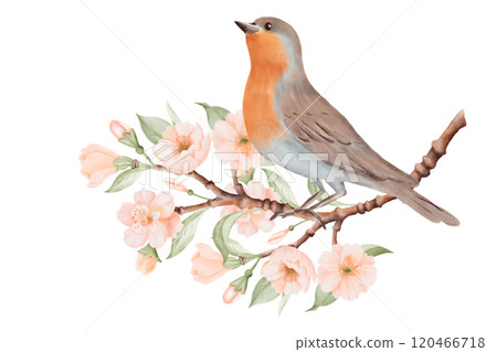 Bird with brown and grey feathers and orange breast sitting on Blossoming Branch with Peach or Cherry Flowers. Spring Composition for Bird Day. Hand drawn watercolor illustration on a white background Bird with brown and grey feathers and orange breast sitting on Blossoming Branch with Peach or Cherry Flowers. Spring Composition for Bird Day. Hand drawn watercolor illustration on a white background 120466718