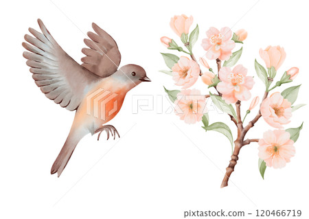Spring Blossoming Branch with Peach or Cherry Flowers and Flying bird with soft brown and gray feathers and orange breast. Hand drawn watercolor illustration on a white background. Ideal for nature Spring Blossoming Branch with Peach or Cherry Flowers and Flying bird with soft brown and gray feathers and orange breast. Hand drawn watercolor illustration on a white background. Ideal for nature 120466719
