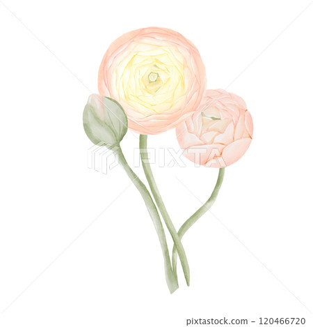 Bouquet of Ranunculus Flowers. Watercolor Hand drawn floral illustration in peach colors isolated on white background. Botanical art for invitations, cards, posters. 120466720