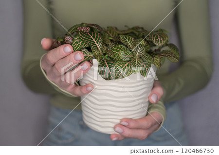 Fittonia pink-green plant in a white wavy pot in a woman hands, fingers touch the leaves, light gray background Fittonia pink-green plant in a white wavy pot in a woman hands, fingers touch the leaves, light gray background 120466730