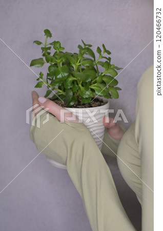 Kalanchoe plant in a white wavy pot in a woman hands, light gray background 120466732
