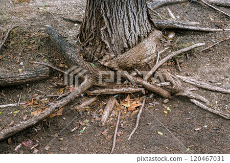 Tree and Roots. Tree and Roots. 120467031