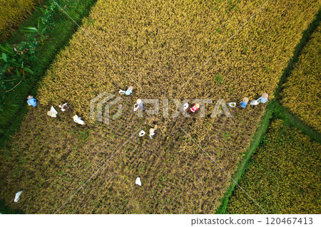 Photo from the drone flying over a rice field at harvest time. A group of people are mowing rice with sickles and putting it into bags. 120467413