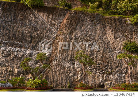 The background is a cut of a stone mountain with growths. The texture of the cliff. 120467434